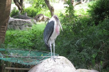 <p>A marabou stork, native to Africa, stands perched on a rock</p>