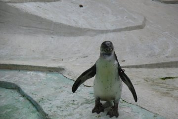 <p>One of dozens of penguins stands outside the penguin pool</p>