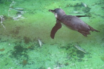 <p>A penguin dives for its meal</p>