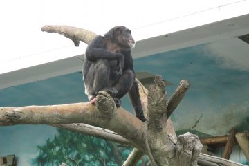 <p>A chimpanzee sits atop a tree&nbsp;</p>