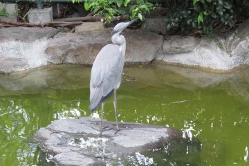 <p>A gray heron relaxes in the center of its pond</p>