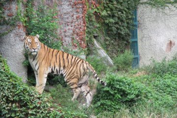 <p>A tiger eagerly awaits its meal provided by the zoo keepers&nbsp;</p>