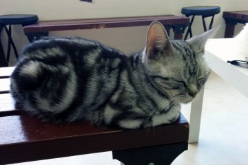 <p>Kucing mengantuk</p>