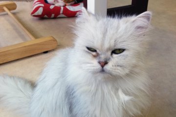 <p>Kucing berbulu halus</p>