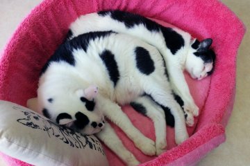 <p>Kucing sapi!</p>