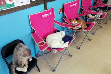 <p>Untungnya ada banyak tempat untuk kucing dan manusia untuk duduk, tapi tidak pada bagian ini</p>