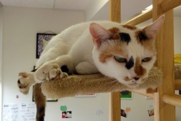 <p>Kucing ini sedikit pemarah setelah bangun tidur</p>