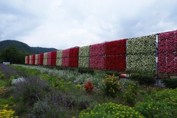 <p>Taman bunga cantik di Taman Oishi.</p>
