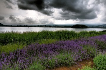 <p>Seas of lavender at the annual Fujikawaguchiko Herb Festival</p>