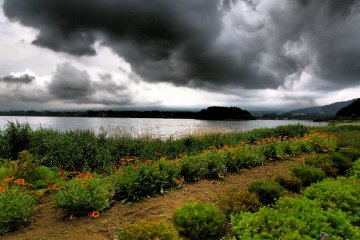 <p>Bright flowers, dark skies</p>