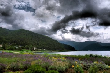 <p>The Herb Festival was popular despite the somewhat foreboding sky</p>