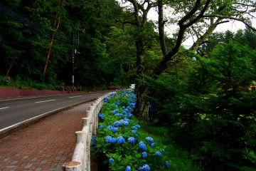 <p>The blue hydrangeas are bright, despite the lack of sun</p>