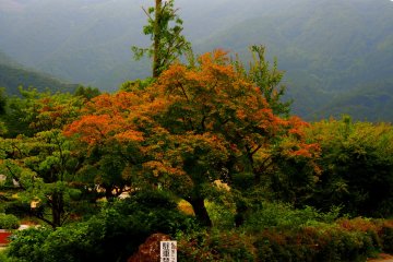 <p>Colour is still provided by the summer leaves around&nbsp;Kawaguchi-ko</p>