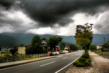 <p>A tree by the roadside</p>