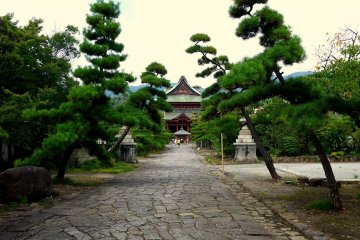<p>Beautiful pine trees lean over the path</p>
