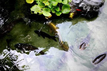 <p>The pond contained many koi, but there was one very beautiful golden koi</p>