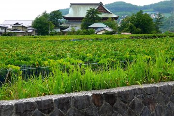 <p>There are many vineyards around the temple</p>