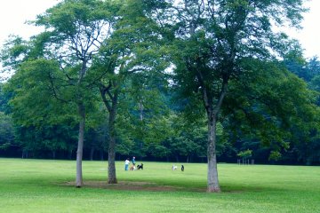 <p>The suburbs are better for dogs!</p>
