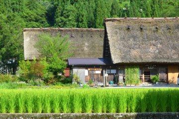 <p>Summertime in Shirakawago</p>