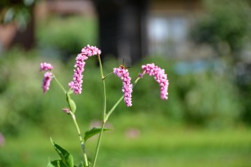 <p>Beautiful flowers that lined the footpath.</p>