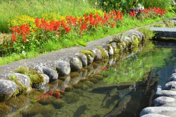 <p>Ease the heat by watching fish swim idyllic in the clear water.&nbsp;</p>