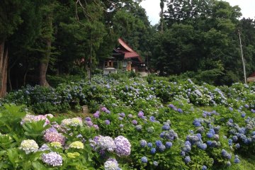 Iiyama's Ajisai-dera