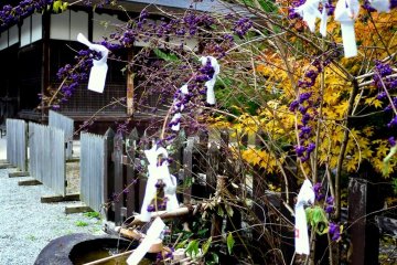 <p>Omikuji (fortune papers) tied to a berry bush &nbsp;</p>