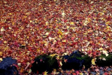 <p>A carpet of fallen leaves</p>