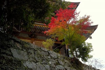 <p>A half-turned maple tree</p>