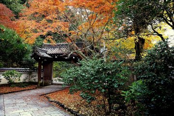 <p>Gate surrounded by autumn color</p>