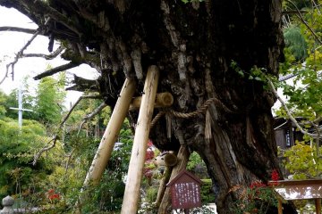 <p>Stout beams support the ancient sacred gingko tree</p>