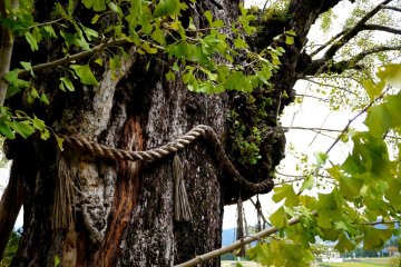 <p>A closer look at the sacred gingko</p>