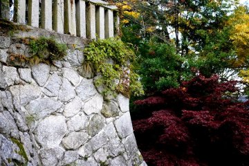 <p>Burgundy and yellow leaves</p>