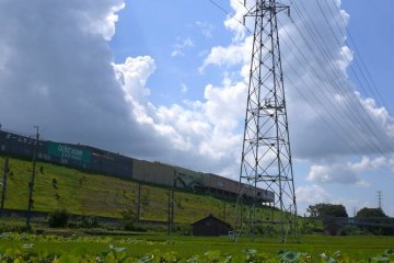 Kebun teratai yang ada di bawah tiang-tiang listrik