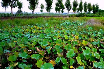 Kebun-kebun teratai di samping jalan Bypass Okubo
