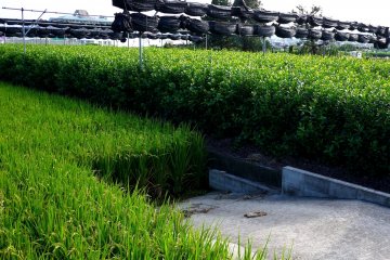 Teh dan padi ditanam bersampingan dengan teratai di beberapa tempat