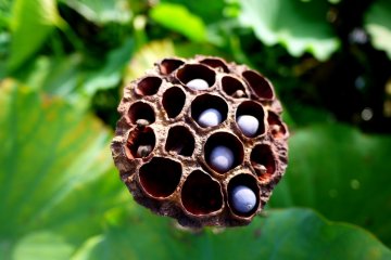 kepala biji dengan biji-biji biru-hitam besar