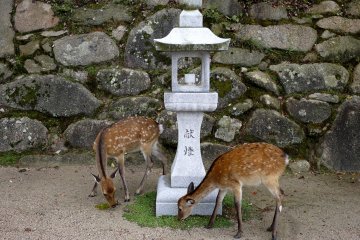 <p>Two deer graze the grass at the base of a stone lantern</p>