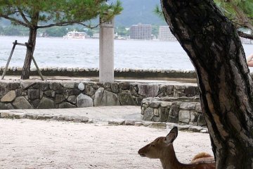 <p>Resting in the shade of a pine tree</p>