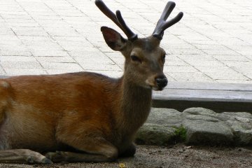 <p>This deer's antlers are still in the velvety stage</p>