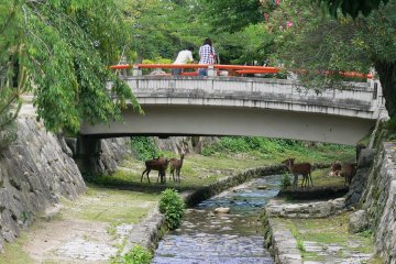 <p>Deer gathered around the stream under the bridge</p>