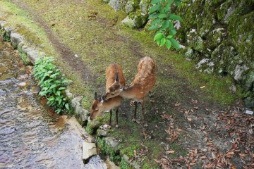 <p>An affectionate lick... or is she just after some salt?</p>