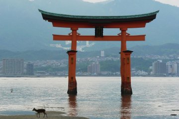 <p>A deer wanders past the big torii as the tide starts to come in</p>