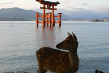 Deer on Miyajima