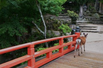 <p>A deer crossing a bridge</p>