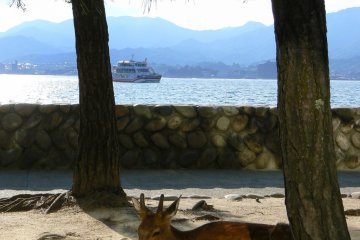 <p>I think the deer on Miyajima have a good life</p>