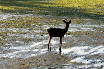 <p>Silhouetted in the evening light</p>