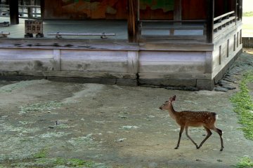 <p>A deer trots past Isukushima Shrine's Noh theater</p>