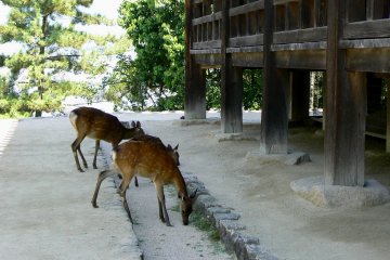 <p>Keeping the weeds down around Senjokaku</p>