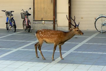 <p>Antlers and handlebars &nbsp;</p>